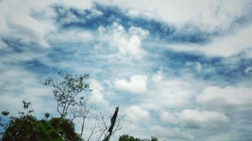 Low angle view of trees against sky