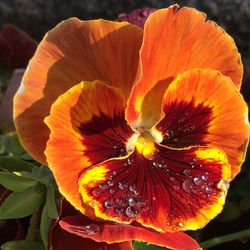 Close-up of orange flower