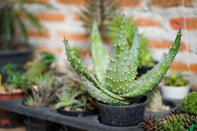 Close-up of potted plant fantastic cactus