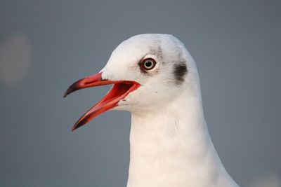 Close-up of seagull