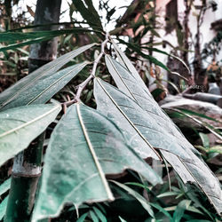 Close-up of raindrops on dry leaves