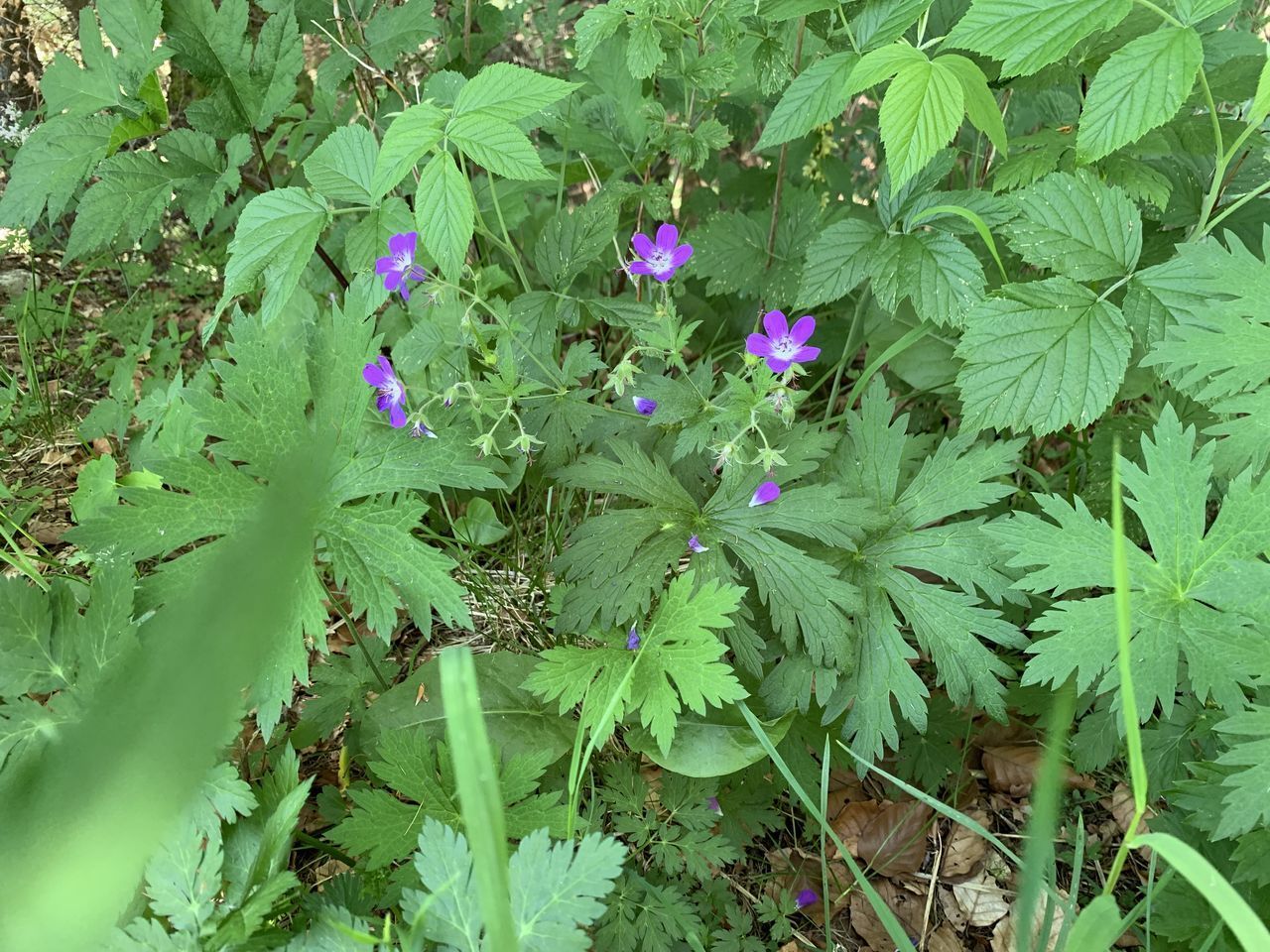 HIGH ANGLE VIEW OF FLOWERING PLANT ON FIELD