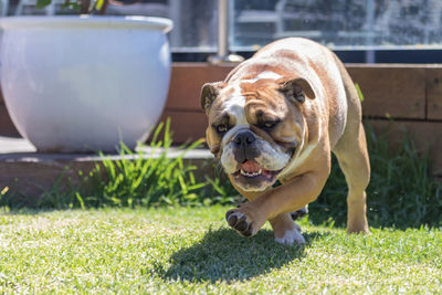 Portrait of dog in grass