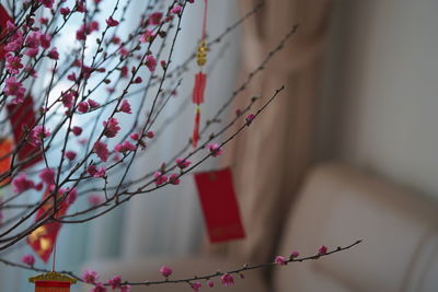 Low angle view of flowering plant hanging from tree