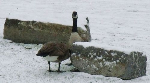 Duck on field during winter