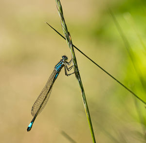 Close up macro shot of blue-tailed damselfly or common bluetail in green grass field setting