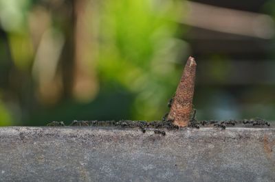 Close-up of rusty metal on wood against wall