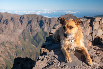 View of dog on rock against mountains