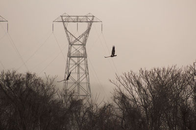 Low angle view of birds flying against electricity pylon and sky