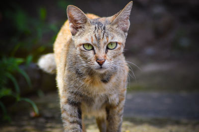 Close-up portrait of cat