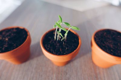 Close-up of potted plant on table