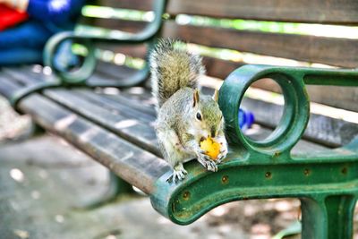 High angle view of squirrel on bench