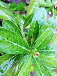 Close-up of fresh green plant