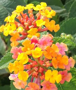 Close-up of yellow flowers in park