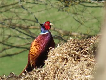 Bird on tree trunk