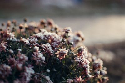 Close-up of flowering plant