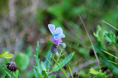 Close-up of purple flowering plant