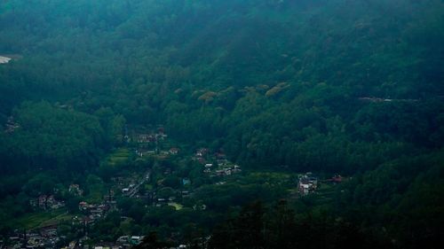 High angle view of trees in forest