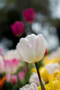 Close-up of white tulip blooming in park