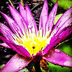 Close-up of purple flower