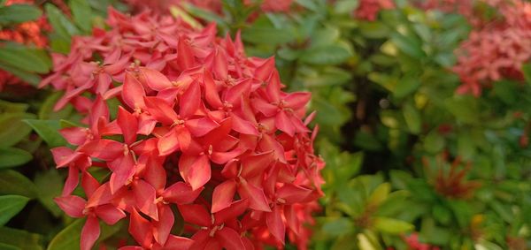 Close-up of red flowering plant