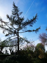Low angle view of trees against blue sky