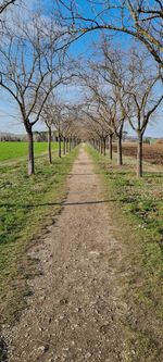 Footpath amidst bare trees against sky