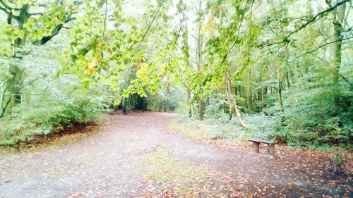 Dirt road amidst trees in forest