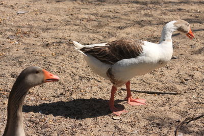 Close-up of birds on land