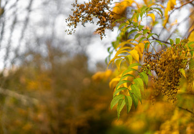 Close-up of yellow leaves on tree