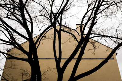 Low angle view of bare tree against sky