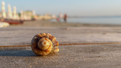 Close-up of snail on retaining wall