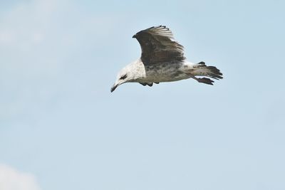 Low angle view of bird flying over black background