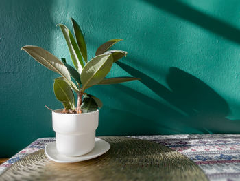 Close-up of potted plant on table against wall