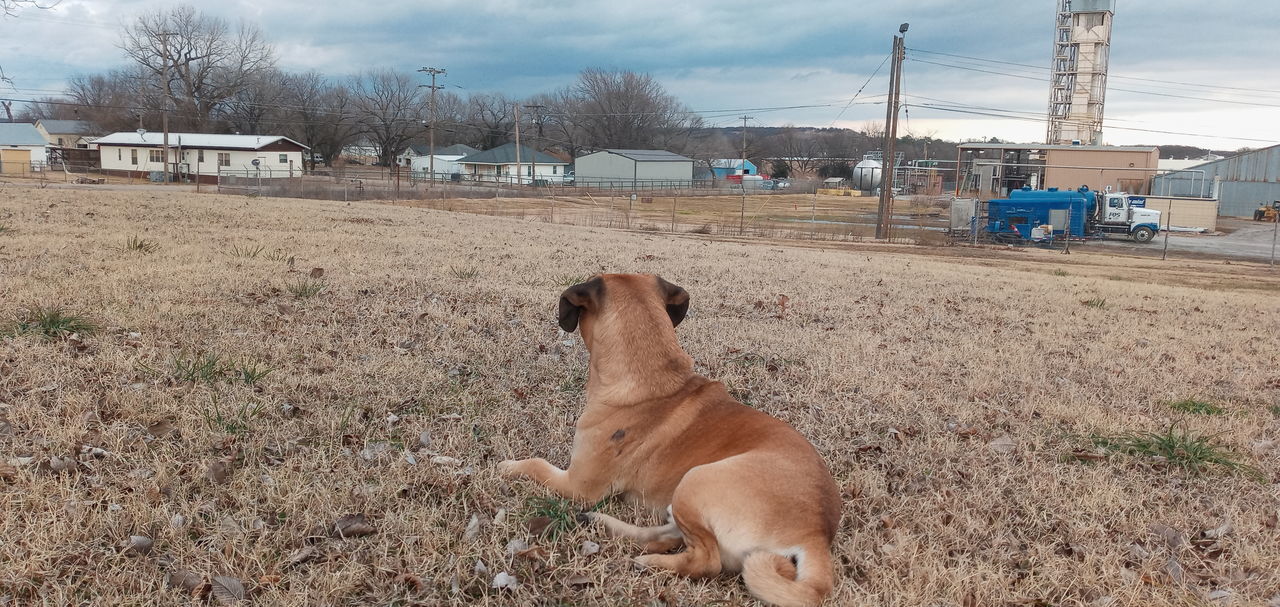 DOG LYING ON FIELD