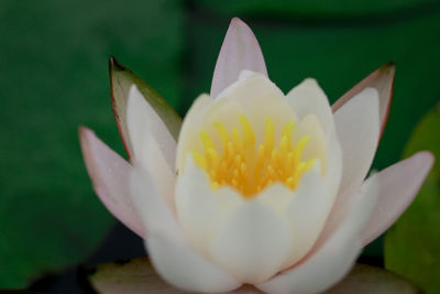 Close-up of white flower