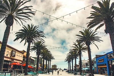 Low angle view of palm trees against sky