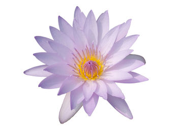 Close-up of purple flower against white background