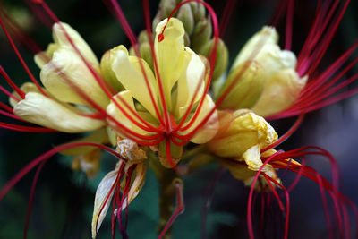 Close-up of red flowering plant