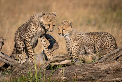 Two young cheetahs relaxing on field