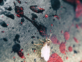 Close-up of flower against blurred background