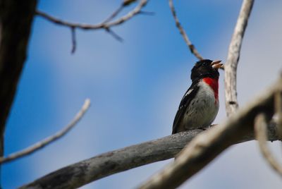 Low angle view of bird perching on branch against sky