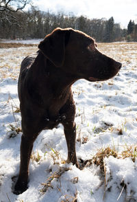 Dog on snow covered field