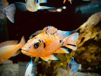 Close-up of fish swimming in aquarium