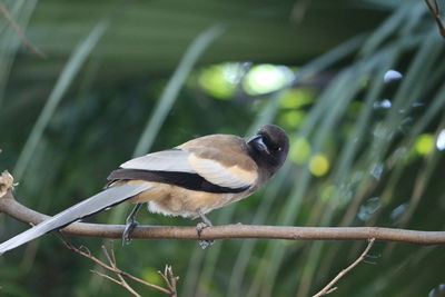 Close-up of bird perching outdoors