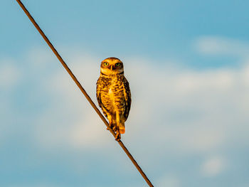 Low angle view of bird