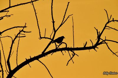 Low angle view of bird perching on bare tree
