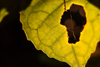 Close-up of hole on leaf