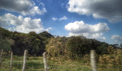 Trees on field against sky
