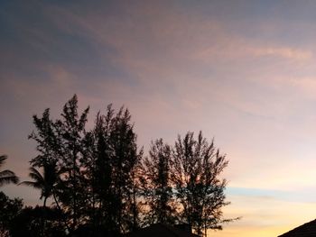 Silhouette of trees at sunset